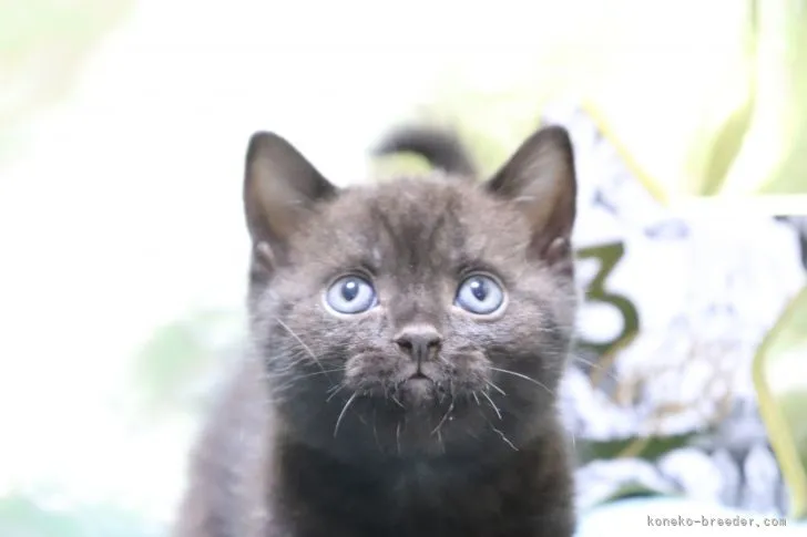 ID：2110-02458の子猫