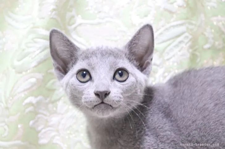ID:2107-01621の子猫