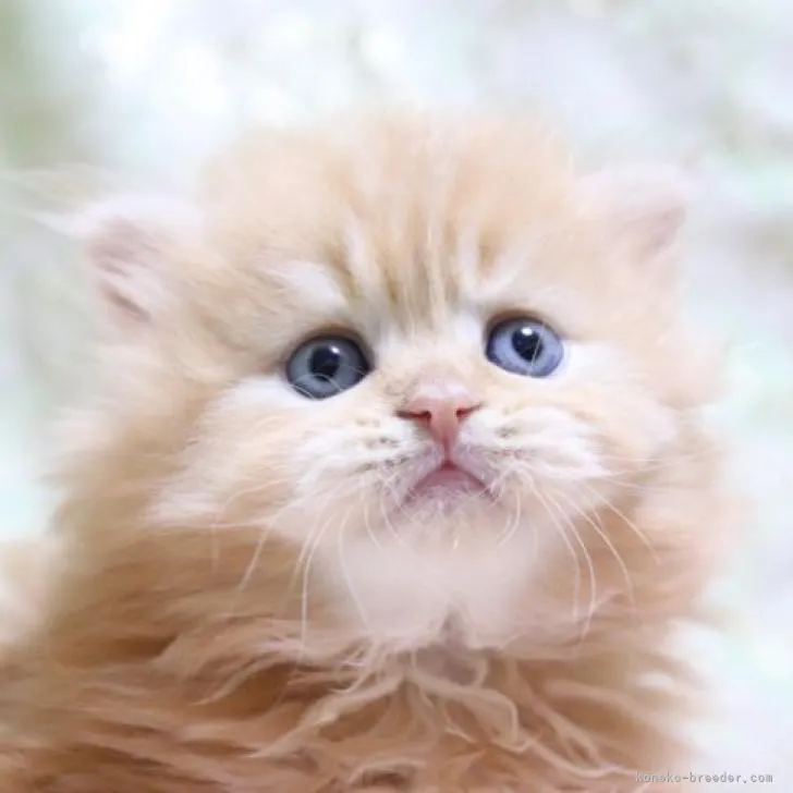 ID：2302-00683の子猫