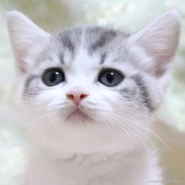 ID:2303-01606の子猫