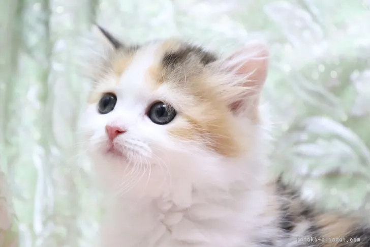 タマ 様のお迎えした子猫