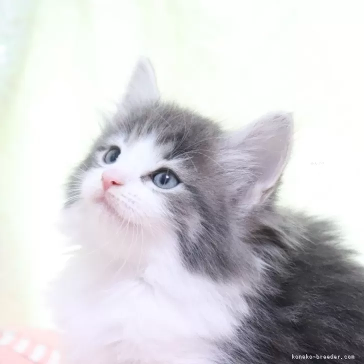 ID：2410-02388の子猫