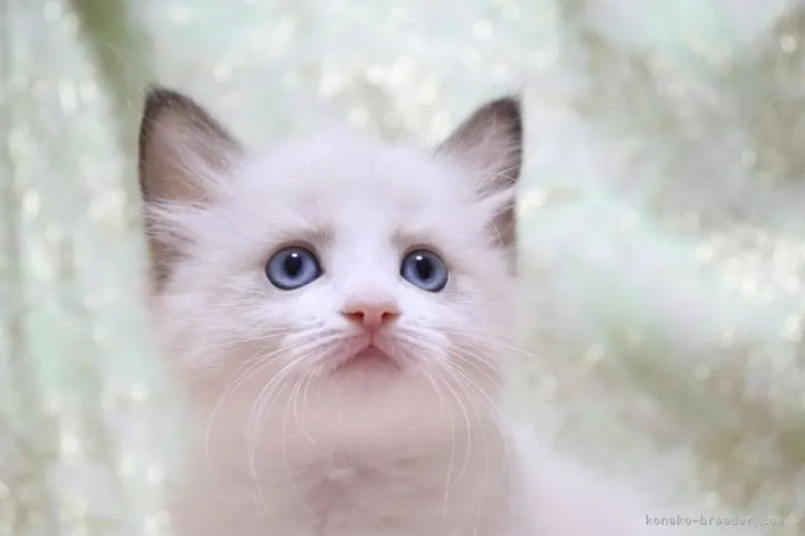 ID：2206-01248の子猫