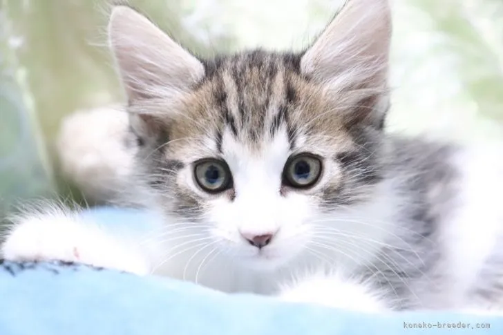 ID：2110-02442の子猫