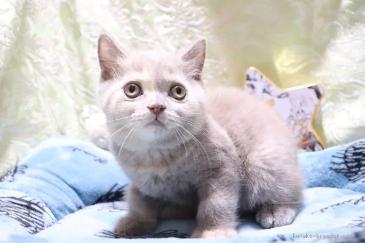 ID：2006-00370の子猫