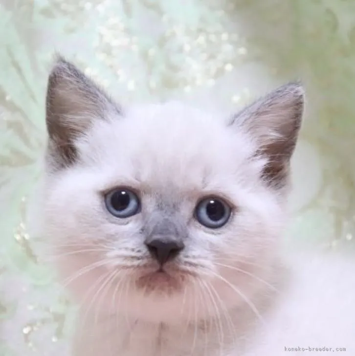 ID：2210-00303の子猫