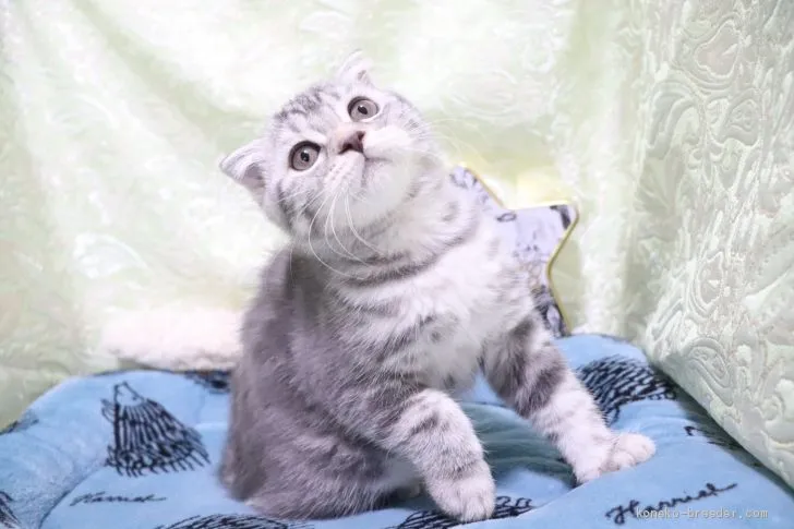 Mizu 様のお迎えした子猫