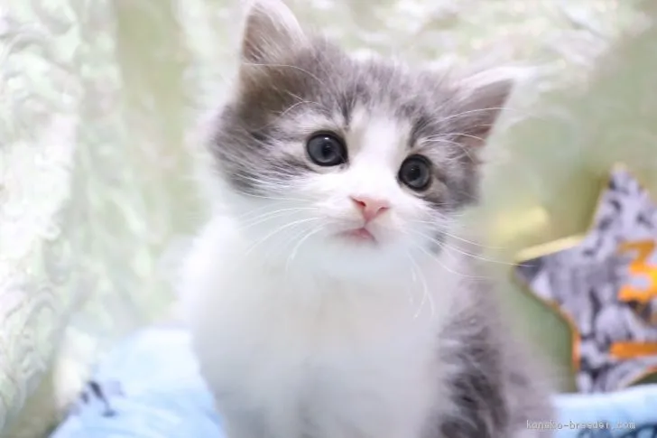 ID：2007-00687の子猫