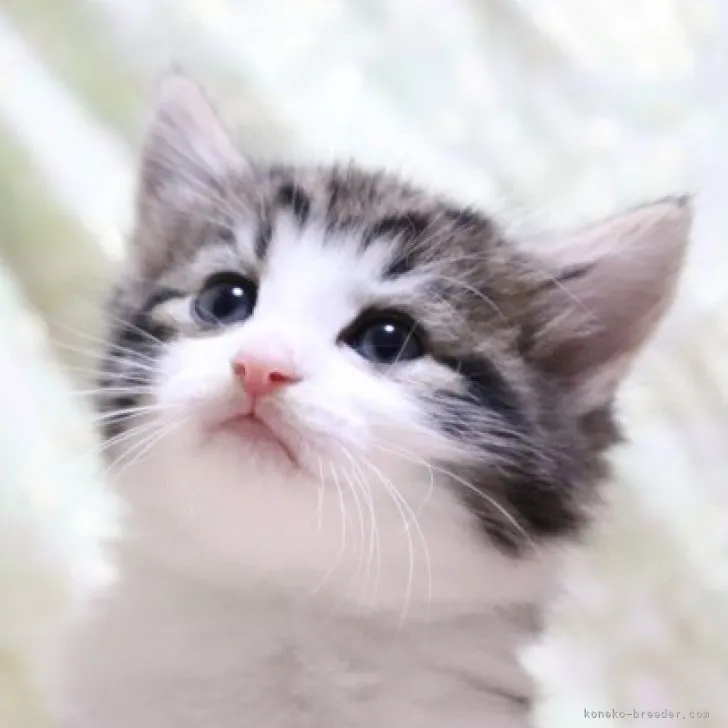 ID:2304-03357の子猫