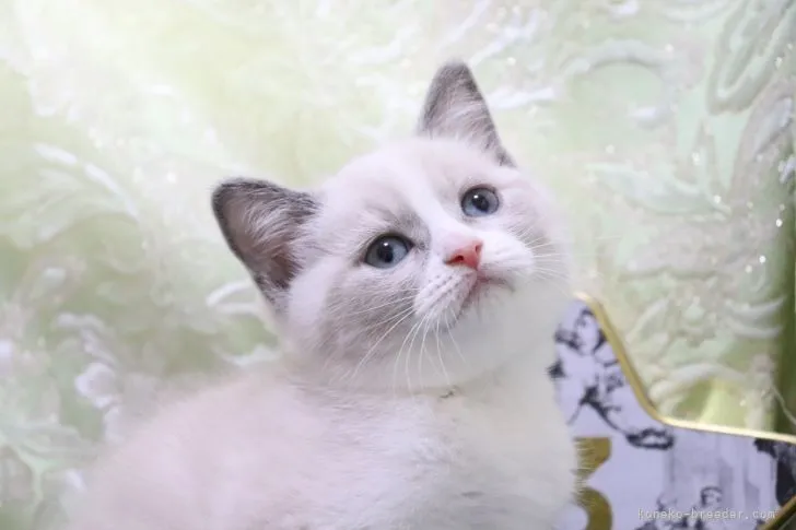 ID:2109-02382の子猫