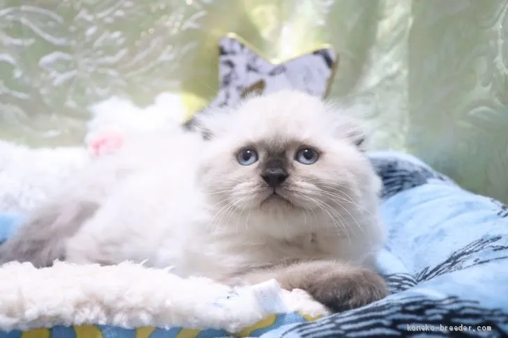 ID:2005-00325の子猫