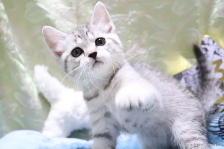 ID：2005-01343の子猫