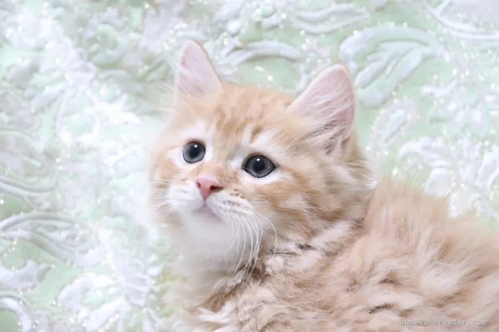 ID：2109-00041の子猫