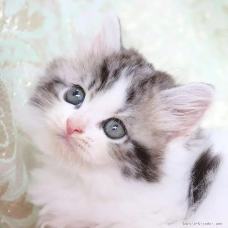 ID:2212-01311の子猫