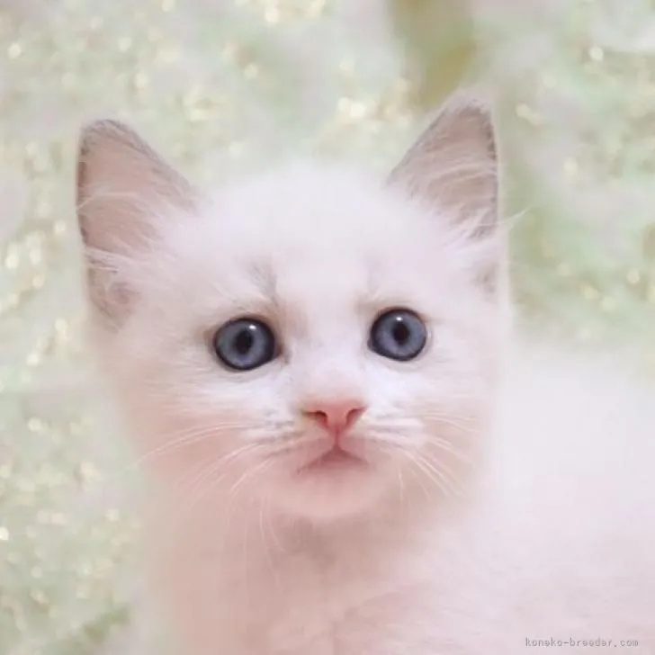 S.H 様のお迎えした子猫