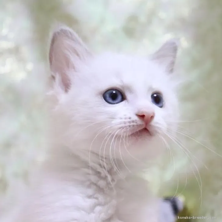 ID:2212-00304の子猫