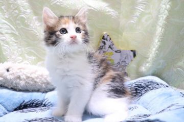 ノルウェージャンフォレストキャット【愛知県・女の子・2020年6月5日・ブラウンパッチドタビー&ホワイト（ロング）】の写真「キュートな顔、ふわもこ✨✨」