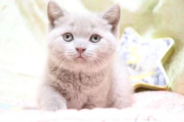 ブリティッシュショートヘア【愛知県・男の子・2022年4月14日・ライラック（ショート）】の写真「丸顔✨
フワモコ🌼」