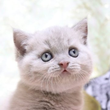 ブリティッシュショートヘア【愛知県・男の子・2023年4月27日・ライラック（ショート）】の写真「まん丸✨
綺麗な毛色🌸希少カラー🩵」