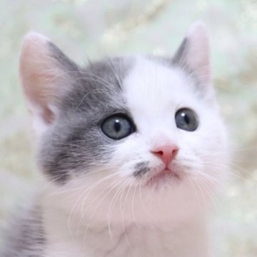 スコティッシュフォールド(立ち耳)【愛知県・男の子・2023年3月21日・ブルー&ホワイト（ショート）】の写真「まるっとした顔立ち🌸
人気カラー😊」