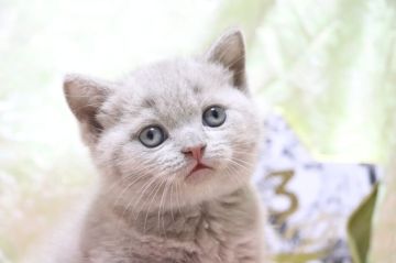 ブリティッシュショートヘア【愛知県・男の子・2022年4月14日・ライラック（ショート）】の写真「丸顔✨
フワモコ🌼」
