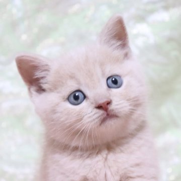 ブリティッシュショートヘア【愛知県・男の子・2024年10月1日・クリーム（ショート）】の写真「まん丸✨綺麗な顔立ち🌸
きな粉餅🩵」