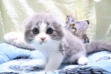 スコティッシュフォールド(折れ耳)【愛知県・男の子・2020年5月29日・ブルータビー&ホワイト（ロング）】の写真「顔の柄に特徴有り
口下の柄がチャームポイント✨」