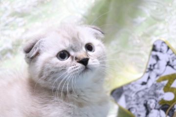 スコティッシュフォールド(折れ耳)【愛知県・女の子・2021年9月27日・シールリンクスポイント（ショート）】の写真「美人ちゃん✨」