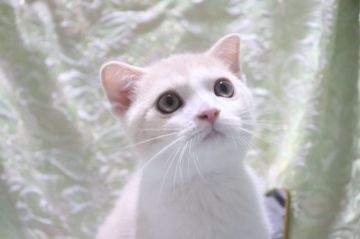 スコティッシュフォールド(折れ耳)【愛知県・男の子・2020年3月8日・クリームタビー&ホワイト（ショートヘアー）】の写真「キュートな顔たち」