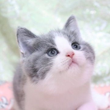 ブリティッシュショートヘア【愛知県・男の子・2024年5月22日・ブルー&ホワイト（ショート）】の写真「まん丸✨綺麗な毛色🌸
ハチワレ🩷」