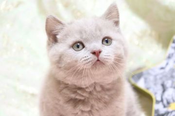ブリティッシュショートヘア【愛知県・男の子・2022年4月14日・ライラック（ショート）】の写真「丸顔✨
マシュマロボディ🌼」