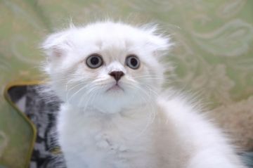 スコティッシュフォールド(折れ耳)【愛知県・女の子・2021年4月26日・ブルーリンクスポイント&ホワイト（ロング）】の写真「ラグドールのような毛色✨希少なカラー✨」