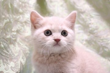 ブリティッシュショートヘア【愛知県・男の子・2021年11月9日・クリームタビー（ショート）】の写真「もふもふボーイ✨淡い毛色🌼
動画更新🌸」
