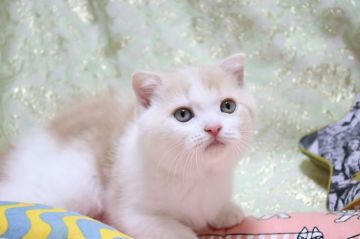 スコティッシュフォールド(折れ耳)【愛知県・男の子・2022年3月24日・クリームタビー&ホワイト（ショート）】の写真「ムチムチボディー✨✨可愛い系🌼」