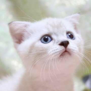 スコティッシュフォールド(折れ耳)【愛知県・男の子・2023年4月15日・ブルーリンクスポイント（ショート）】の写真「優しく折れた耳🌼
希少カラー🌸」