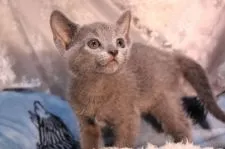 ロシアンブルー【愛知県・女の子・2020年3月4日・ブルー】の写真1「4/16撮影」