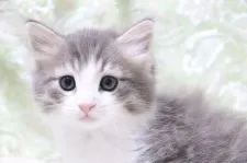 ノルウェージャンフォレストキャット【愛知県・男の子・2021年7月20日・ブルータビー&ホワイト】の写真1「9/1撮影」