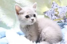 スコティッシュストレート【愛知県・女の子・2020年4月1日・ライラックトーティー】の写真1「5/15 撮影」