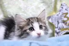 ノルウェージャンフォレストキャット【愛知県・女の子・2021年9月15日・ブラウンタビー&ホワイト】の写真1「11/4 撮影」