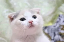 スコティッシュフォールド(折れ耳)【愛知県・女の子・2022年4月5日・ブルーパッチドタビー&ホワイト】の写真1「5/22撮影」