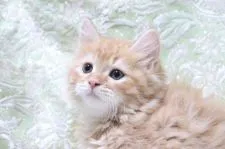 スコティッシュフォールド(立ち耳)【愛知県・男の子・2021年7月15日・レッドタビー】の写真1「9/7撮影」