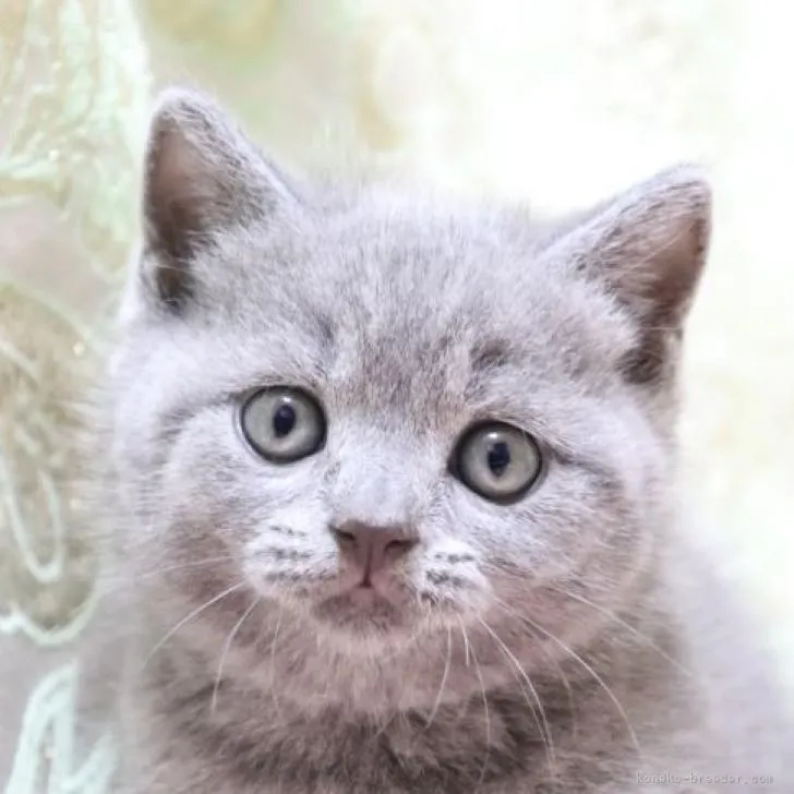 ID：2208-00136の子猫