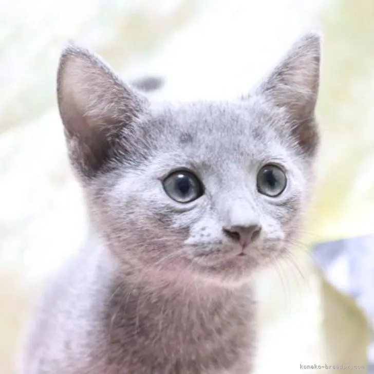 ID：2212-01832の子猫