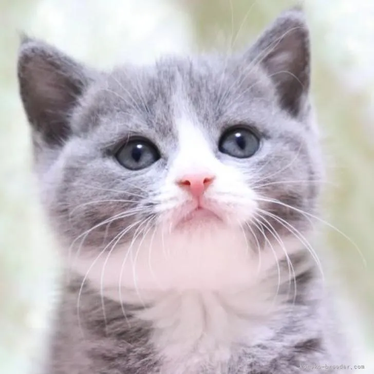ID:2210-00308の子猫