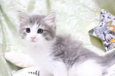 ノルウェージャンフォレストキャット【愛知県・男の子・2021年7月20日・ブルータビー&ホワイト】の写真2「9/1撮影」