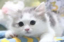 スコティッシュストレート【愛知県・女の子・2020年4月3日・ブルータビー&ホワイト】の写真2「5/22 撮影」