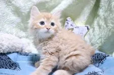 スコティッシュフォールド(立ち耳)【愛知県・男の子・2021年7月15日・レッドタビー】の写真2「9/1撮影」