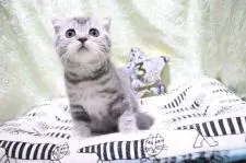 スコティッシュフォールド(折れ耳)【愛知県・女の子・2020年9月30日・ブルータビー】の写真2「11/20」