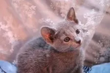 ロシアンブルー【愛知県・男の子・2020年3月4日・ブルー】の写真2