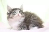 ノルウェージャンフォレストキャット【愛知県・男の子・2024年9月26日・ブラウンタビー&ホワイト】の写真2